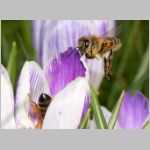 Apis mellifera - Honigbiene 11.jpg